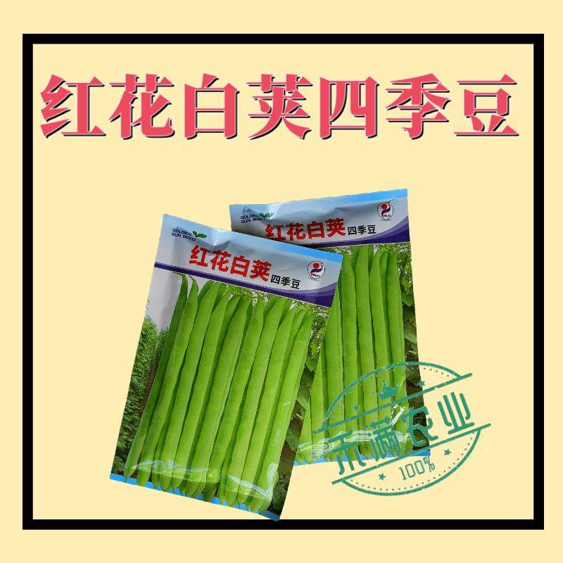 红花白荚四季豆种子高品质早熟
