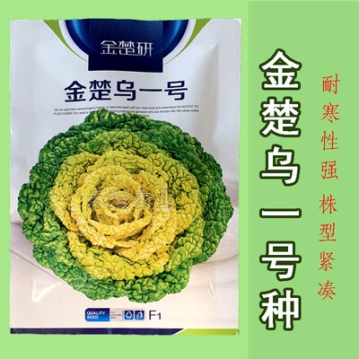 金楚乌一号黄心乌塌菜种子耐寒黄心菜种子菊花心菜籽种