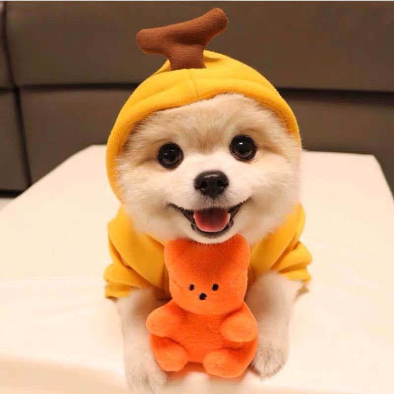 速发Puppy dog, autum ad witer, a ad dium-sized dog, lo