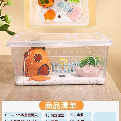 速发#小豆丁寄居蟹寄居蟹观赏蟹送礼蟹儿童节礼物桌面萌宠其