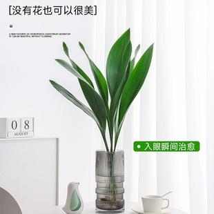 速发水培一叶兰绿水室人盆栽四季常青客厅植养懒内植物好养活花卉