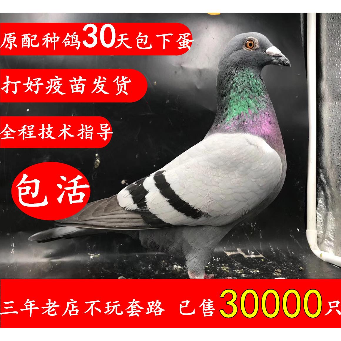 鸽子活一对信鸽种鸽赛鸽公棚詹森杨阿腾幼鸽纯正血统鸽青年观赏鸽