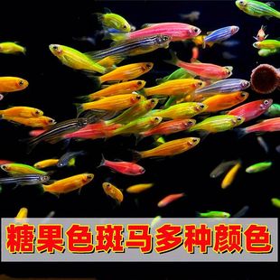 斑马鱼热带观赏鱼红鱼七彩鱼红绿灯科鱼小型冷水苗淡水好养活的