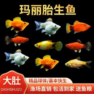 除油膜玛丽鱼皮球鱼好养耐活观赏鱼活体鱼易繁殖小型热带鱼胎生鱼