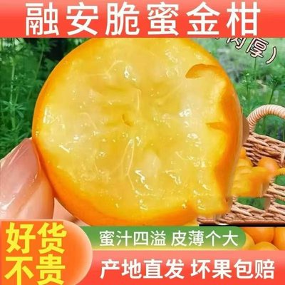 融安脆蜜金柑广西融安脆蜜第三代金桔纯甜水份充足