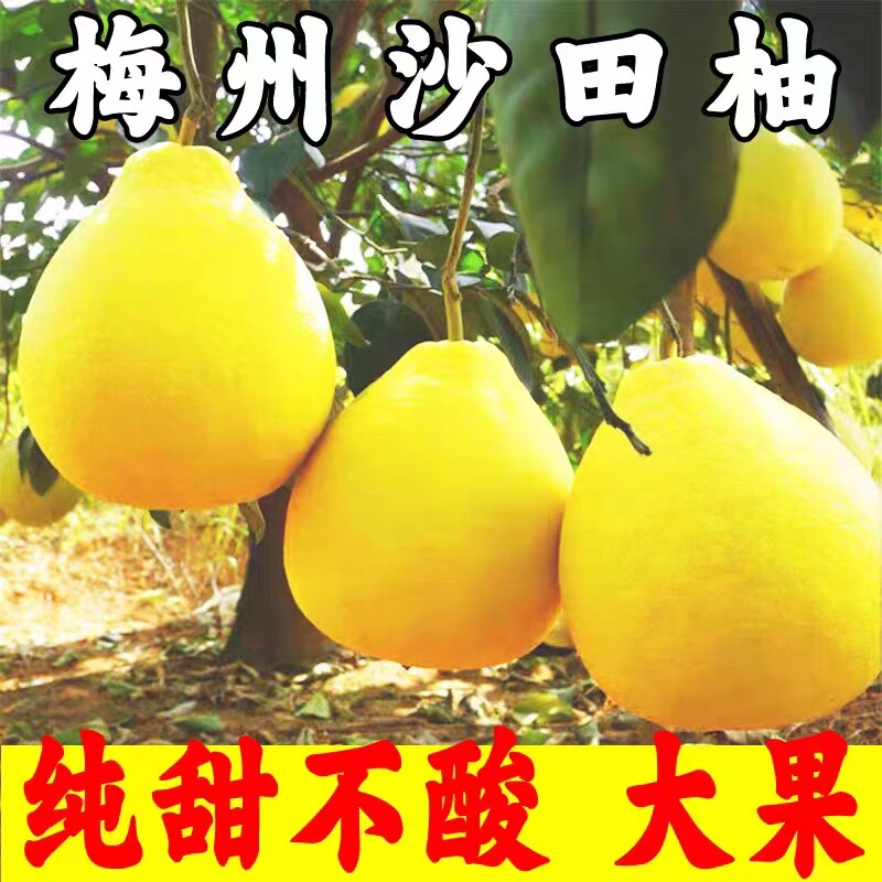 梅州正宗梅县沙田柚子新鲜水果白心柚子纯甜现摘当季包邮蜜柚金柚