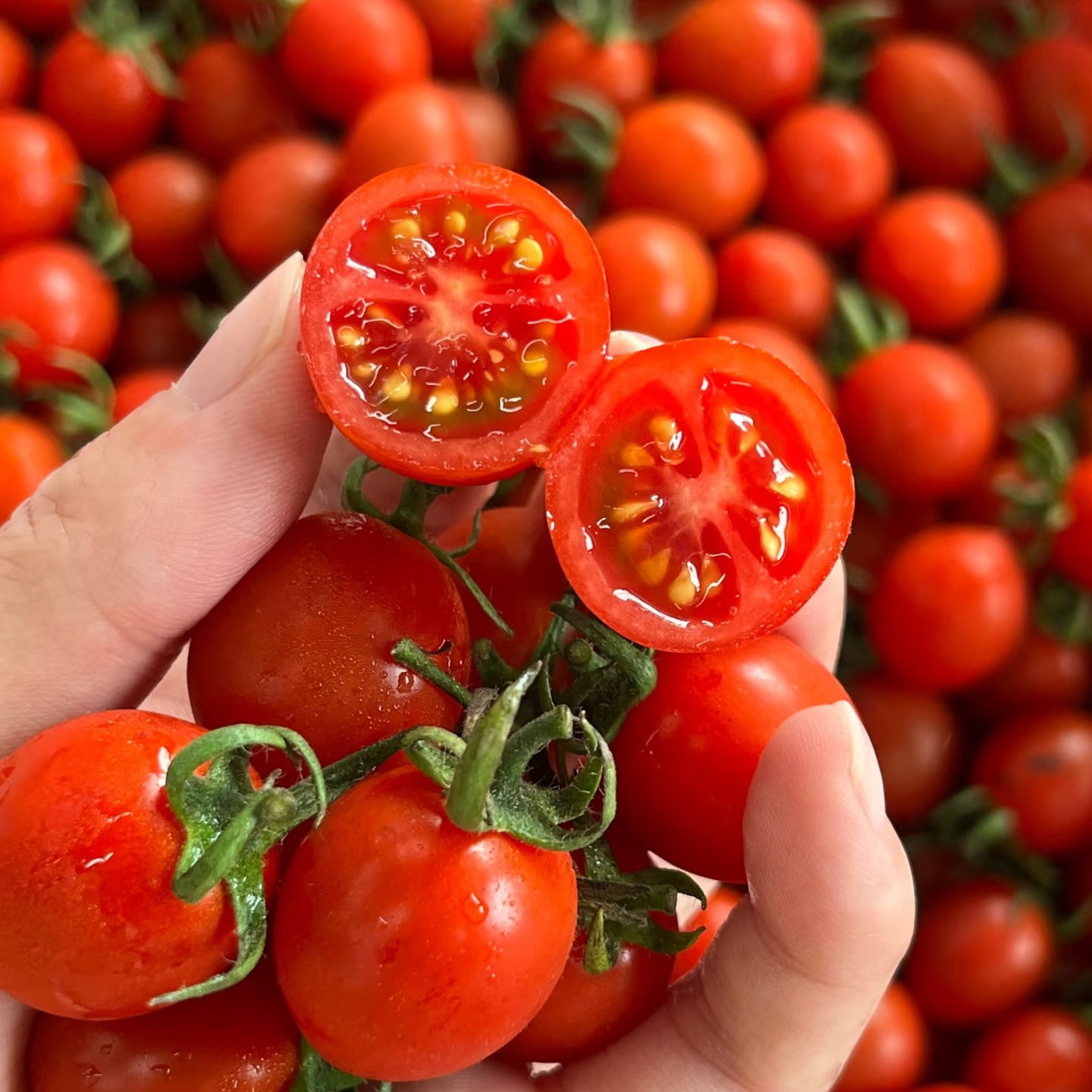 千禧小番茄圣女果广西新鲜樱桃小西红柿孕妇水果产地现摘现发包邮