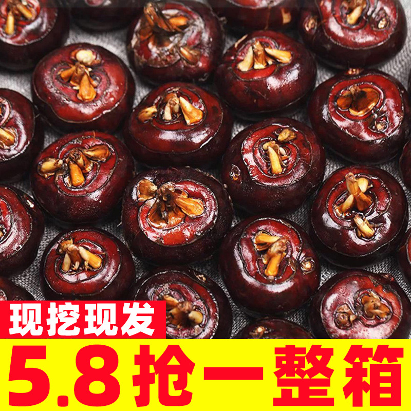 【官方推荐】新鲜现挖马蹄带泥