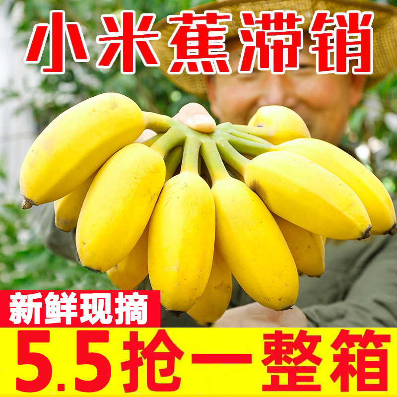 【粉糯香甜】广西小米蕉自然熟