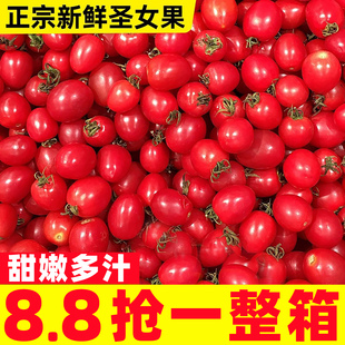 现摘农家玲珑圣女果5斤小番茄新鲜水果蔬菜当季 整箱千禧小西红柿