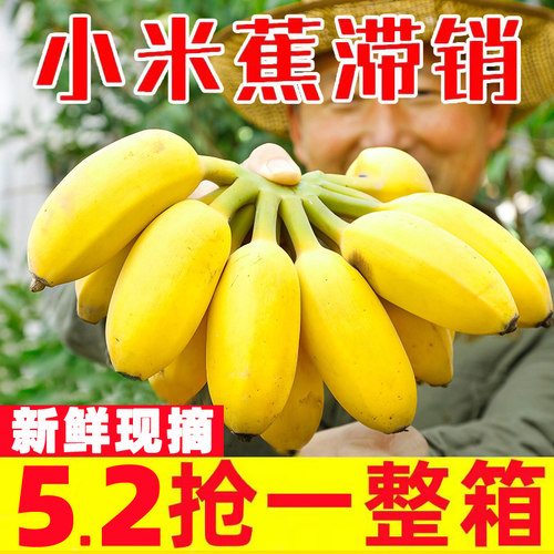 【粉糯香甜】新鲜小米蕉广西香蕉
