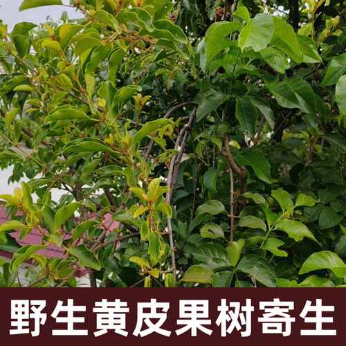 新疆包邮粤北野生黄皮树寄生茶干品野生黄皮果寄生黄皮寄生新货野