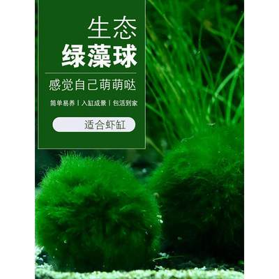 包邮绿藻球水晶虾缸水草热带鱼缸草缸绿毛球藻类植物养虾裸缸水草