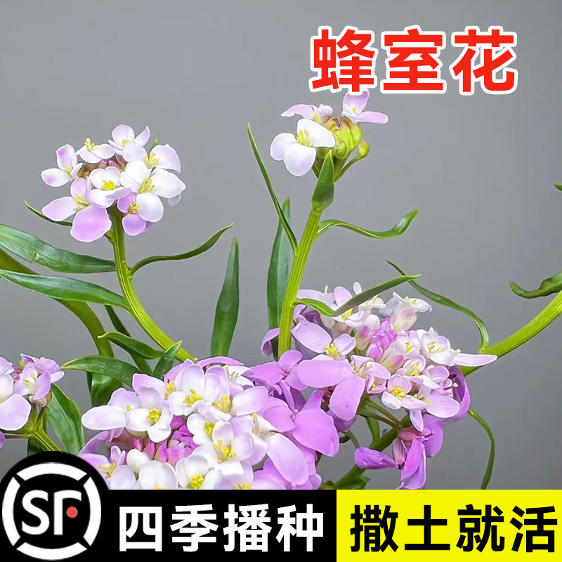 蜂室花种子屈曲花景四季园艺鲜花种子观园林播种庭院绿化观花种子
