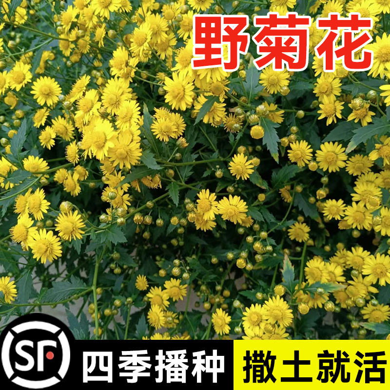 野菊花种子甘野菊花籽泡茶野生山菊花种孑多年生四季播种易活植物