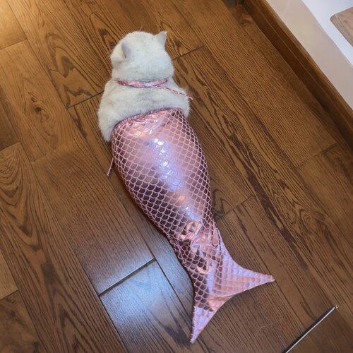美人鱼猫咪衣服宠物搞笑创意变装秀拍照道具甜美氛围感泳装穿搭
