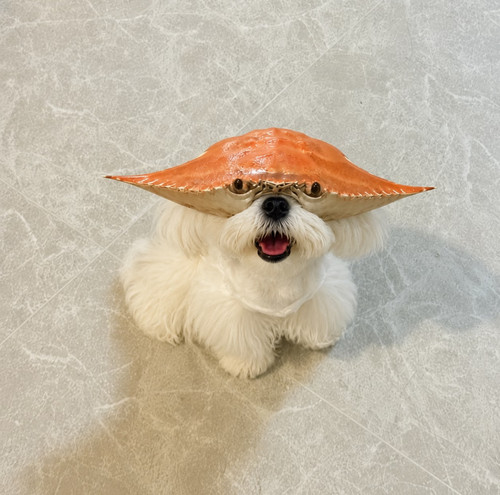 收手吧阿祖！带回你的梭子蟹头套