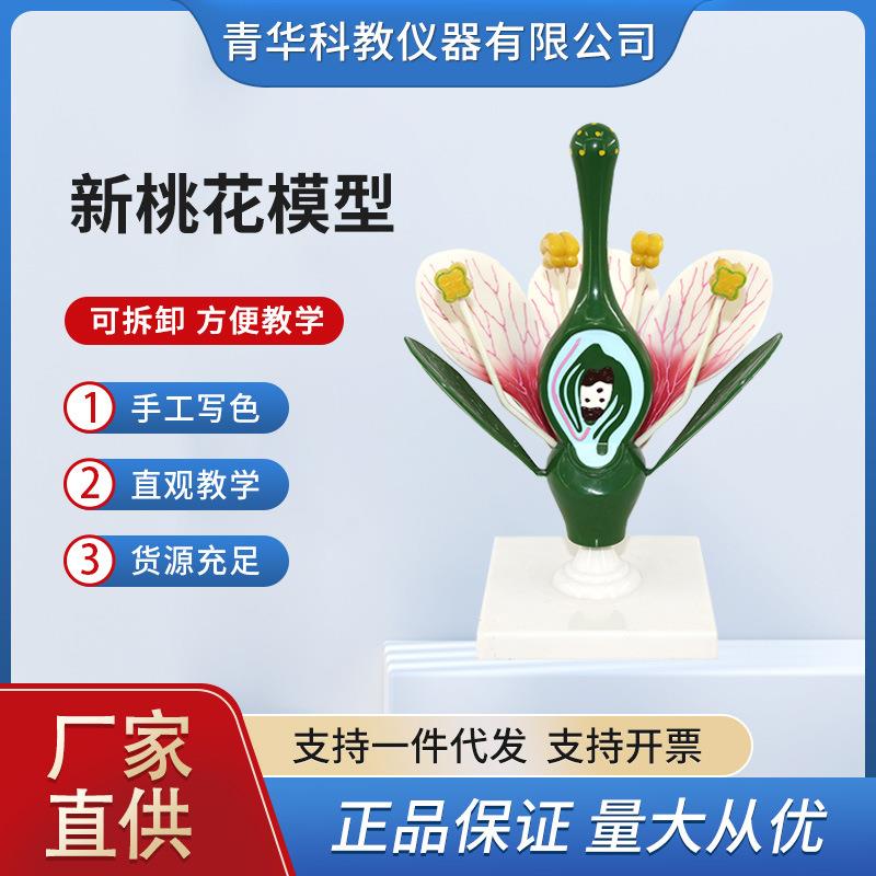 桃花模型桃花花蕊花瓣桃花内部结构构造放大模型初中高中生物实验