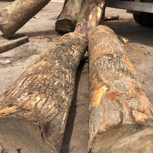 现货大量供应香樟木木材 香樟木原木定尺 香樟木板材