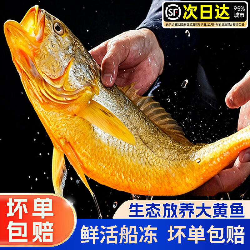 宁德海捕海鲜冷冻无冰黄花鱼图片