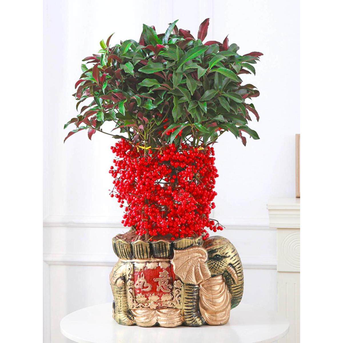 金玉满堂花植物带果发货富贵籽盆栽黄金万两室内客厅年宵花绿植