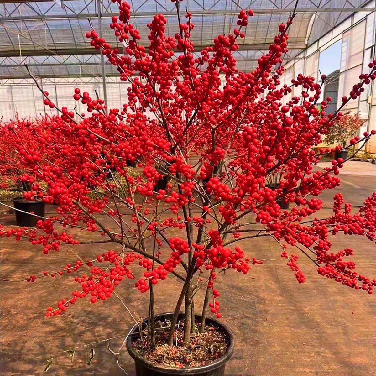 北美冬青盆栽地栽带红果年宵花真鲜花耐寒