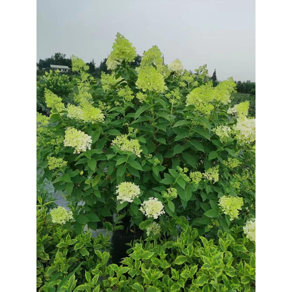 金叶子圆锥绣球香草草莓石灰灯室外庭院花卉园造景耐热寒植物盆栽
