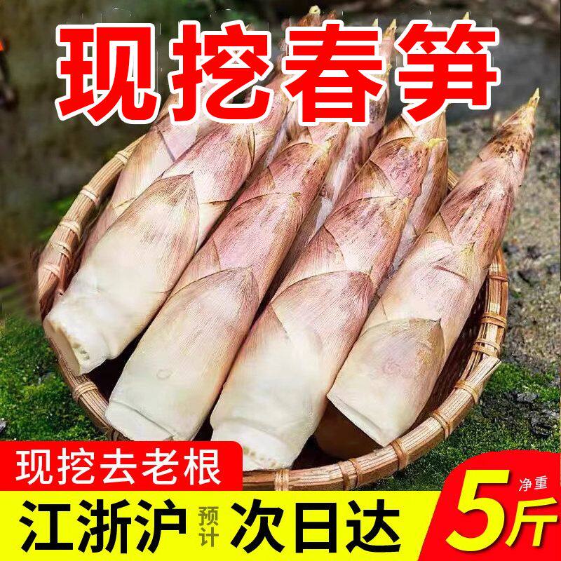浙江春笋新鲜雷竹笋现挖现发临安天目山冬笋子竹笋油焖笋野生笋尖