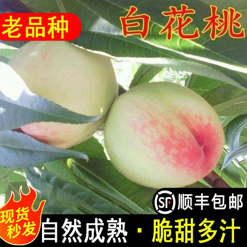 浙江老品种一点红脆桃甜桃