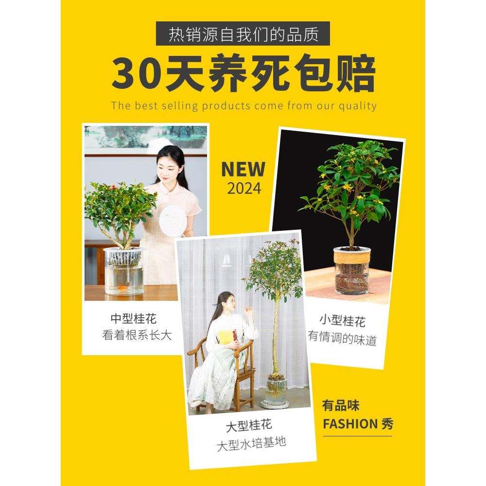 水培植物桂花大型盆栽造型盆景客厅办公室内绿植花卉好养活水养
