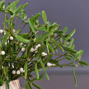 源头厂货仿真槲寄生插花配材仿真植物橱窗陈列婚庆装饰寄生果