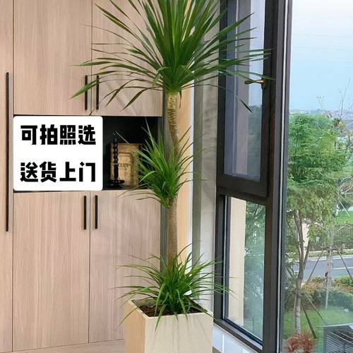 龙血树盆栽绿植好养活龙须树室内
