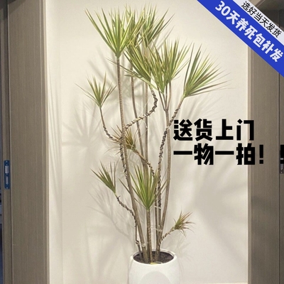 千年木客厅绿植室内好养植物盆栽