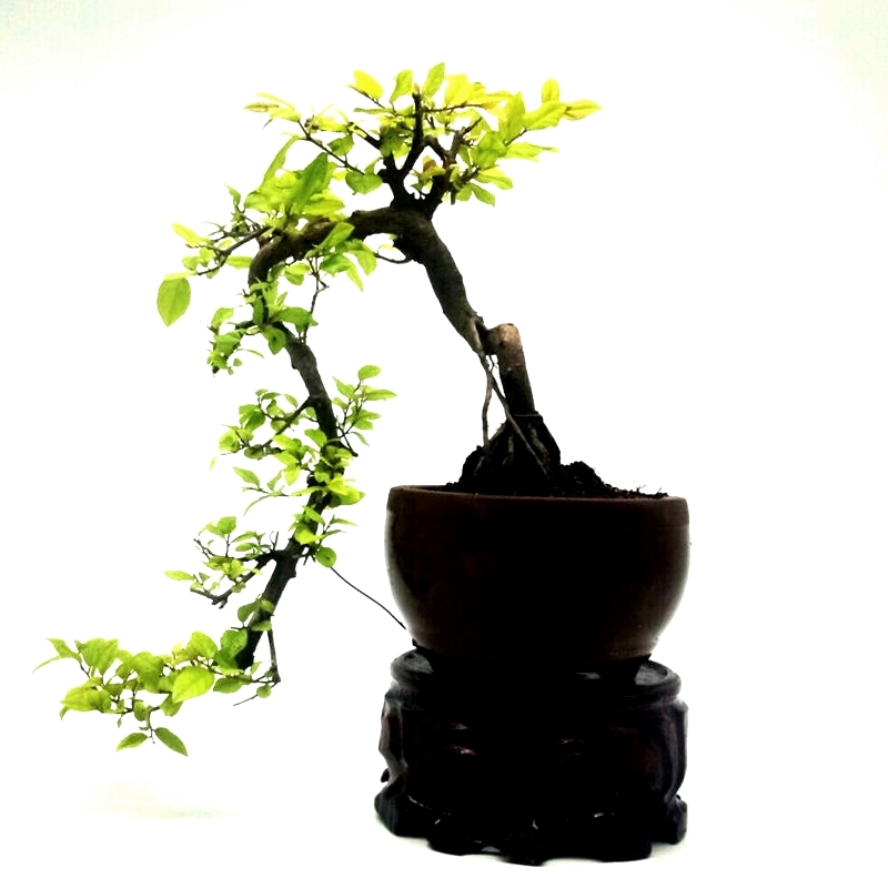 雀梅盆景小叶红芽雀梅悬崖矮霸大树造型微型盆景盆栽绿植一物一拍