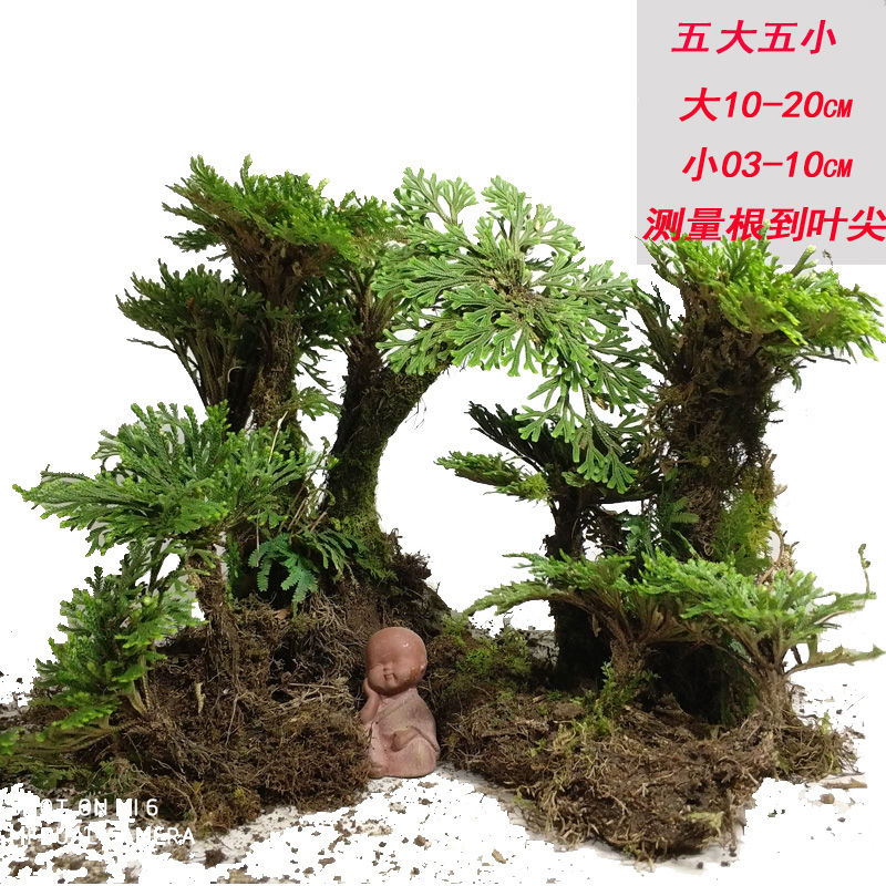 卷柏盆栽九死还魂草老桩假山吸水石蕨类植物见水还阳四季常青盆景