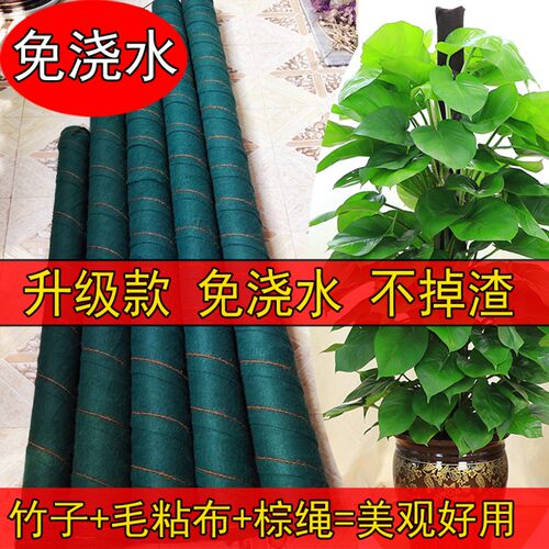 绿萝爬藤杆植物龟背竹常春藤攀爬椰棕棒爬藤柱支撑棍撑杆固定架子