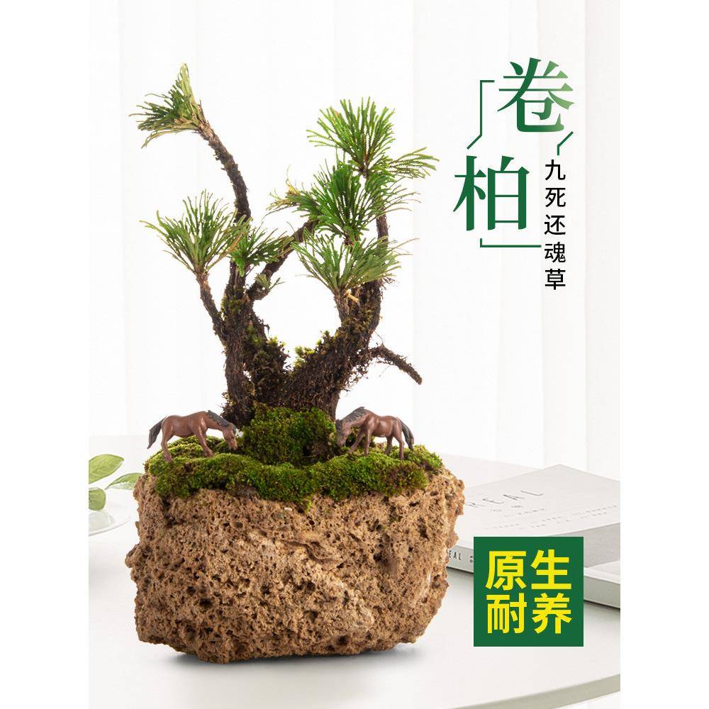 九死还魂草高杆小叶卷柏蕨类老桩盆景吸水石假山装饰造景植物盆栽