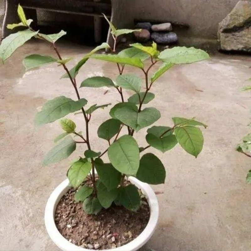 野生虎杖带泥发货 花斑竹酸筒杆酸汤梗黄地榆苗 斑杖根绿植盆栽