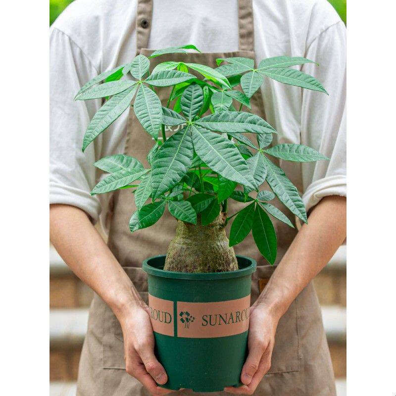 发财树盆栽室内阳台植物客厅办公室桌面好养绿植老桩盆景大盆栽苗