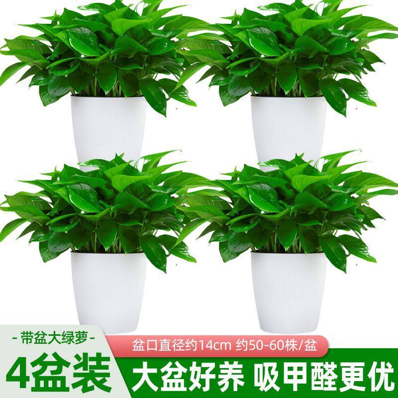 4盆装带盆大绿萝盆栽室内净化空气绿植新手易养好养活植物