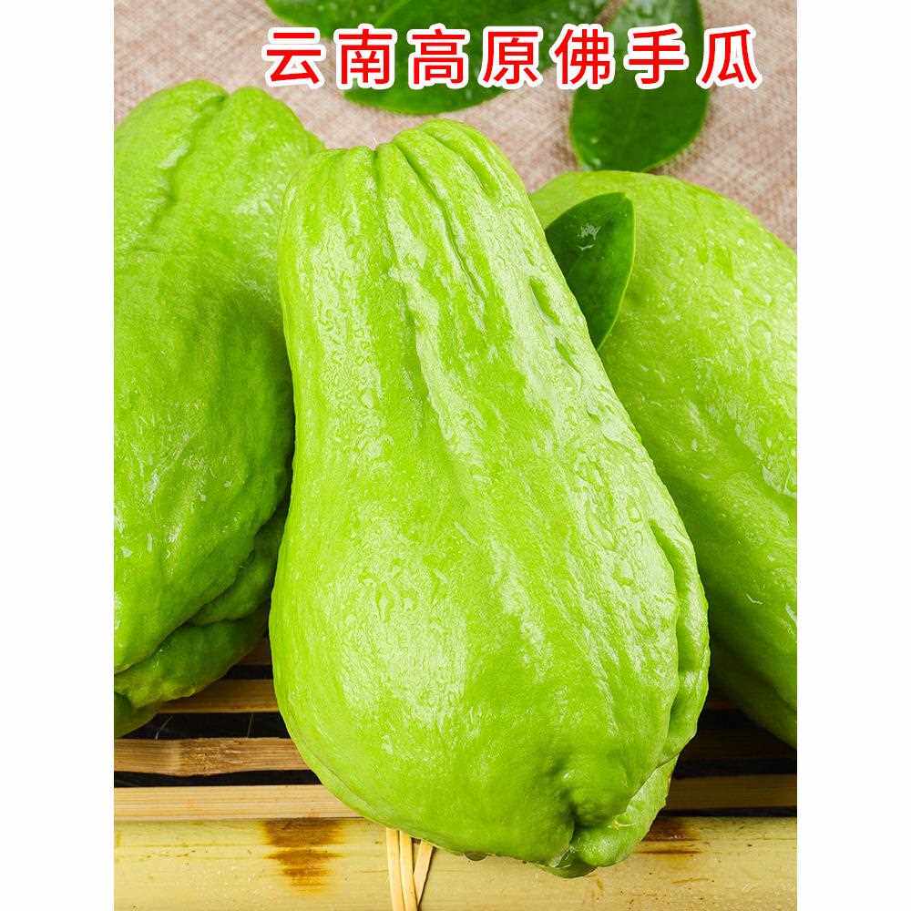 云南佛手瓜窝瓜捧瓜丰收福寿自种新鲜蔬菜当季净重5斤包邮10