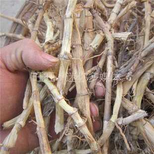 野生芦根干芦苇根晒乾整根新货500g河南新鲜苇子根农家采挖可切段