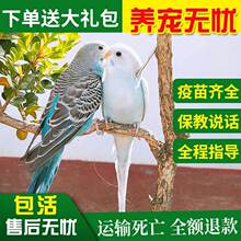 现货速发虎皮鹦鹉活鸟活物中小型会说话鸟类活鸟体手养鸟玄凤幼鸟