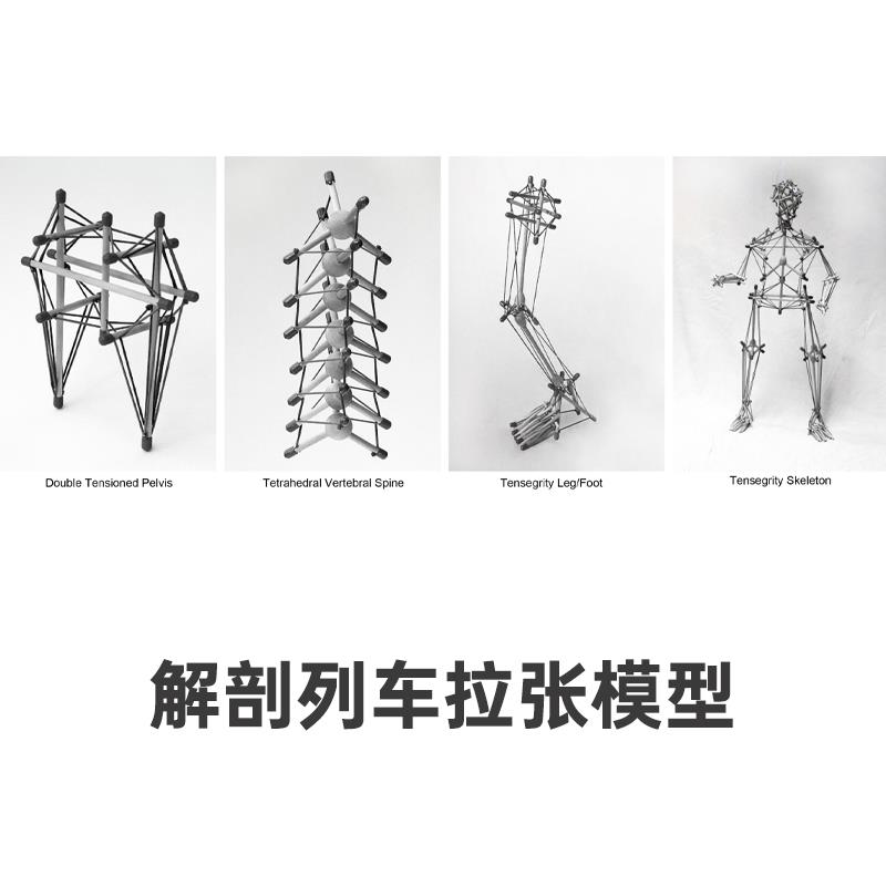 解剖列车骨盆张力模型结构康复筋膜张拉教具演示教学用具培训道具