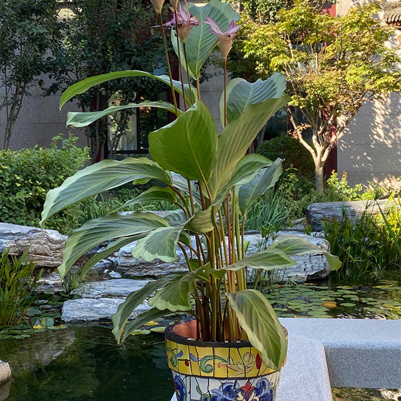 特色陶瓷马赛克鲜花绿植兰花菊花花盆