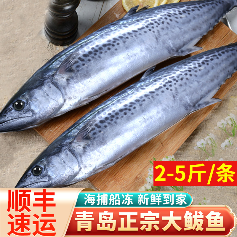 青岛鲅鱼新鲜冷冻整条海捕马交鱼鲜活特大活鲐鲅鱼特级马鲛鱼顺丰