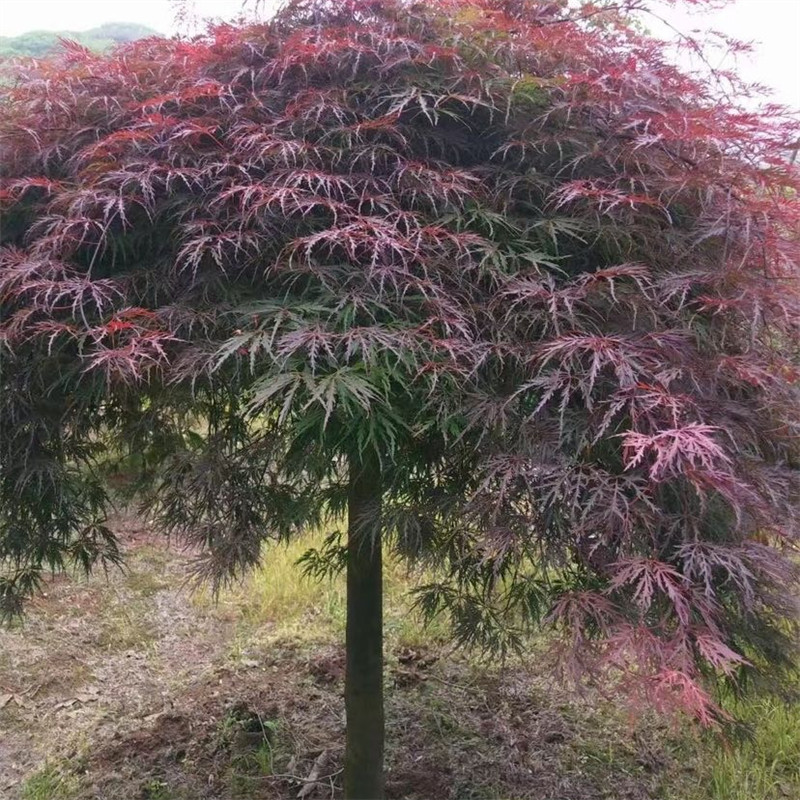 羽毛枫树苗日本垂枝造型原生羽毛枫小苗庭院别墅彩叶耐寒红枫树苗