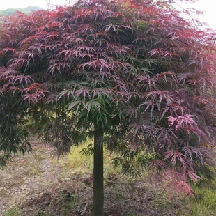 羽毛枫树苗日本垂枝造型原生羽毛枫小苗庭院别墅彩叶耐寒红枫树苗