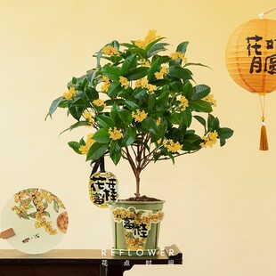 速发花浓时间四季桂花盆活植点香台四季开花容易养栽绿植