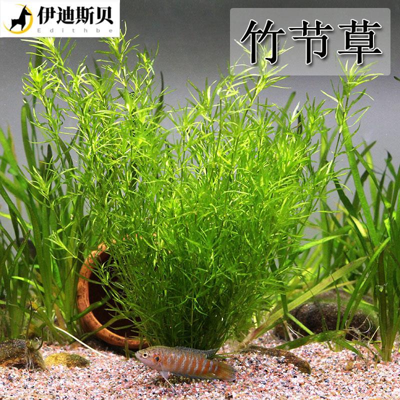 竹节草水草带根鱼缸水族箱造景观赏鱼虾躲避净化水质淡水新手易养